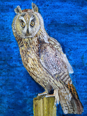 Long-eared Owl