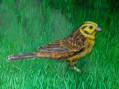 Yellowhammer